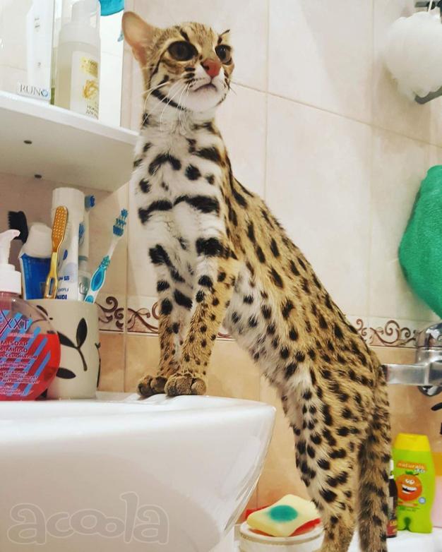Красивые Азиатские леопардовые котята